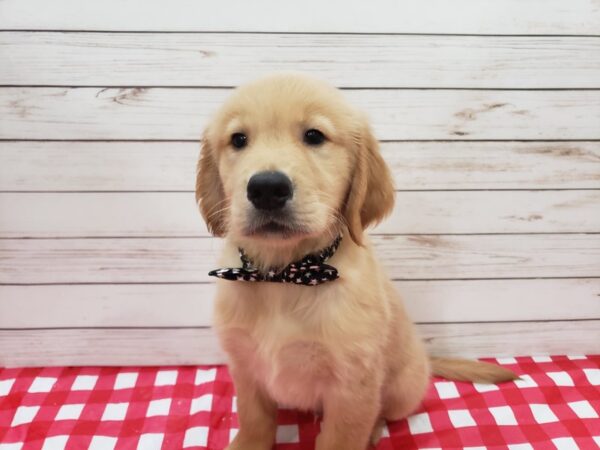 Golden Retriever DOG Male Golden 20275 Petland Batavia, Illinois