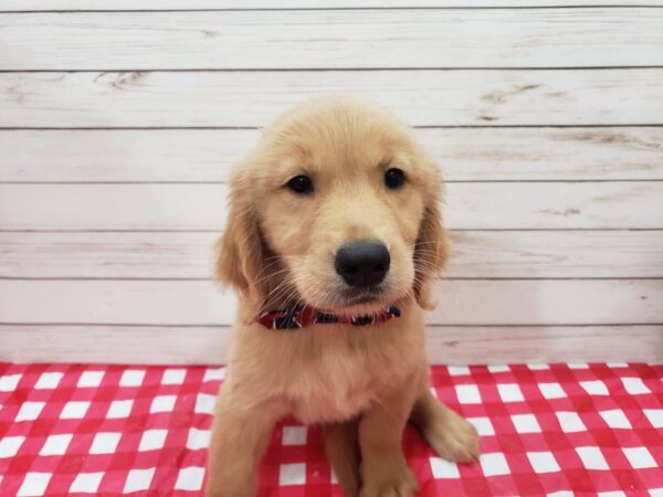 Golden Retriever DOG Male Golden 20274 Petland Batavia, Illinois