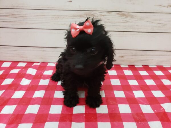 Doxie-Poo-DOG-Female--20273-Petland Batavia, Illinois