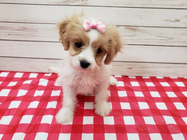 Cavachon-DOG-Female-Blenheim and White-20272-Petland Batavia, Illinois