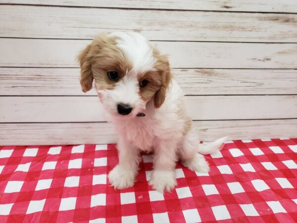 Cavachon-DOG-Male-Blenheim and White-20271-Petland Batavia, Illinois