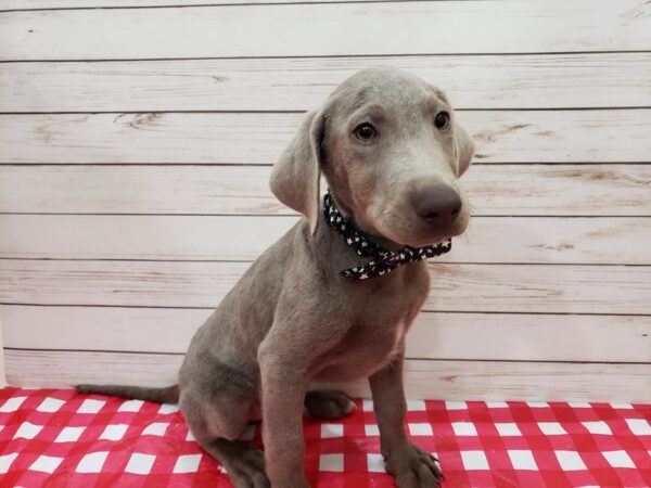 Labrador Retriever DOG Male Silver 20270 Petland Batavia, Illinois