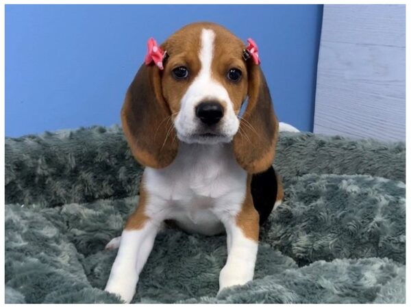 Beagle DOG Female Tri Colored 20308 Petland Batavia, Illinois
