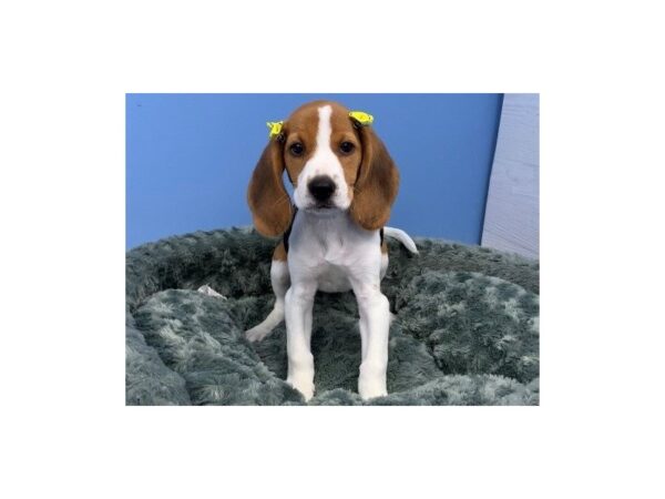 Beagle DOG Female Tri Colored 12182 Petland Batavia, Illinois