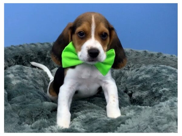 Beagle DOG Male Tri Colored 20309 Petland Batavia, Illinois