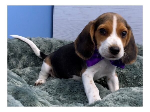 Beagle DOG Male Tri Colored 12184 Petland Batavia, Illinois