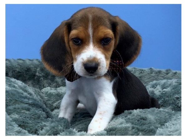 Beagle DOG Male Tri Colored 20048 Petland Batavia, Illinois