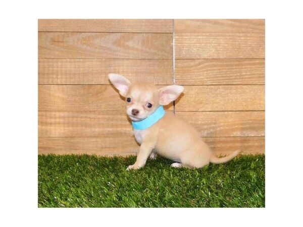 Chihuahua DOG Female Cream 20285 Petland Batavia, Illinois