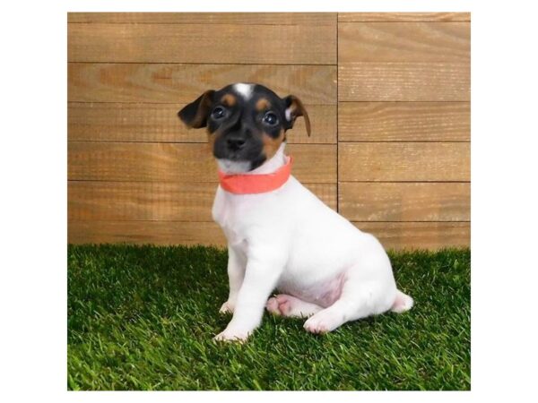 Jack Russell Terrier DOG Female White Black / Tan 20294 Petland Batavia, Illinois
