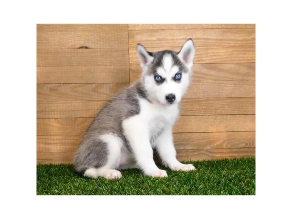 Siberian Husky DOG Female Black / White 20289 Petland Batavia, Illinois