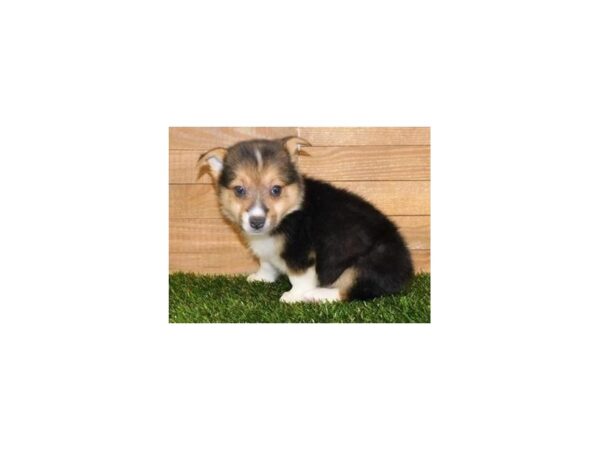 Pembroke Welsh Corgi DOG Male Black 20055 Petland Batavia, Illinois