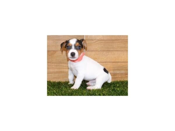 Jack Russell Terrier DOG Male White Black / Tan 20054 Petland Batavia, Illinois