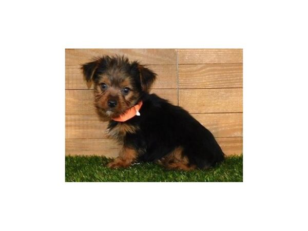 Yorkshire Terrier DOG Male Black / Tan 20059 Petland Batavia, Illinois