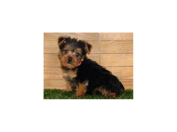 Yorkshire Terrier DOG Female Black / Tan 20058 Petland Batavia, Illinois
