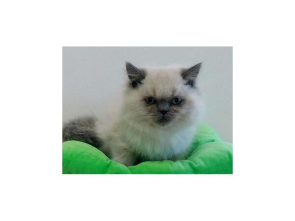 Persian CAT Male Blue Point 20057 Petland Batavia, Illinois