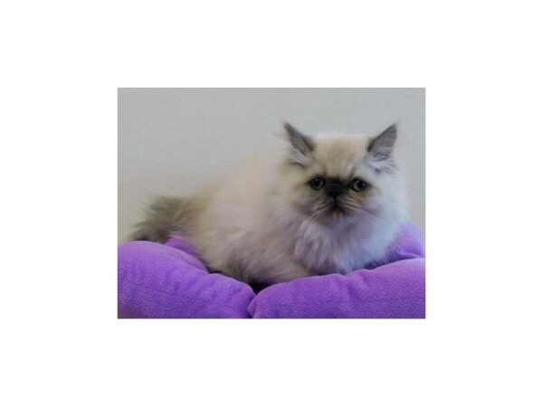 Persian-CAT-Female-Blue Point-20056-Petland Batavia, Illinois