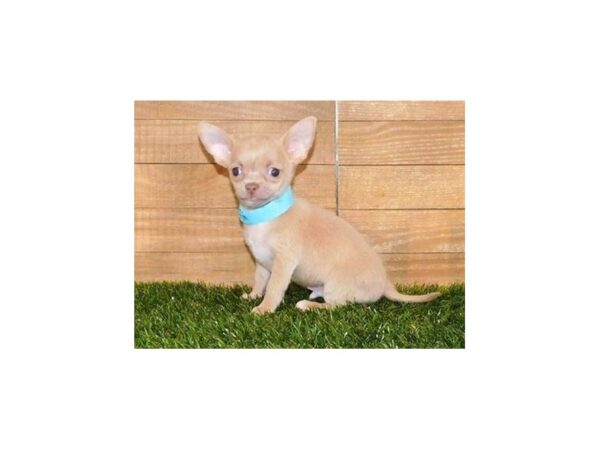 Chihuahua DOG Male Blue Fawn 20060 Petland Batavia, Illinois