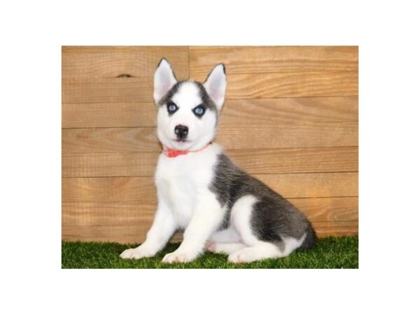 Siberian Husky-DOG-Female-Black / White-12168-Petland Batavia, Illinois