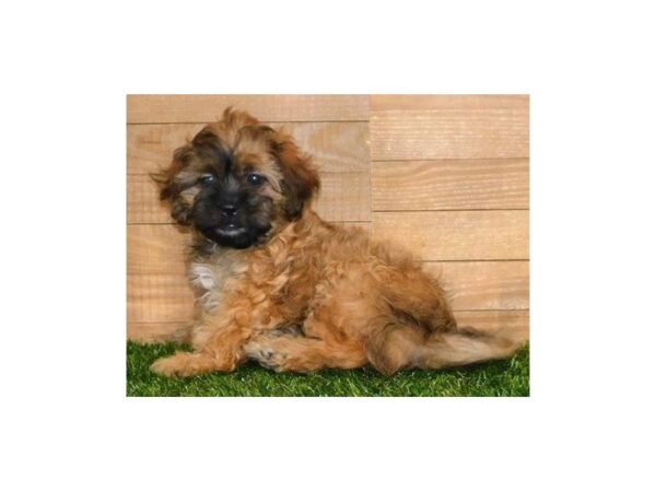 Shih Poo DOG Female Gold 20307 Petland Batavia, Illinois