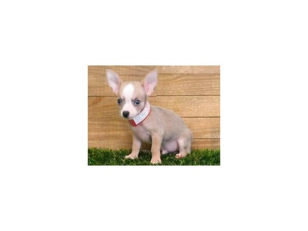 Chihuahua DOG Male Blue Fawn 12164 Petland Batavia, Illinois