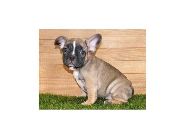 French Bulldog DOG Female Fawn / White 12165 Petland Batavia, Illinois