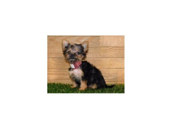 Morkie DOG Female Black / Tan 12173 Petland Batavia, Illinois