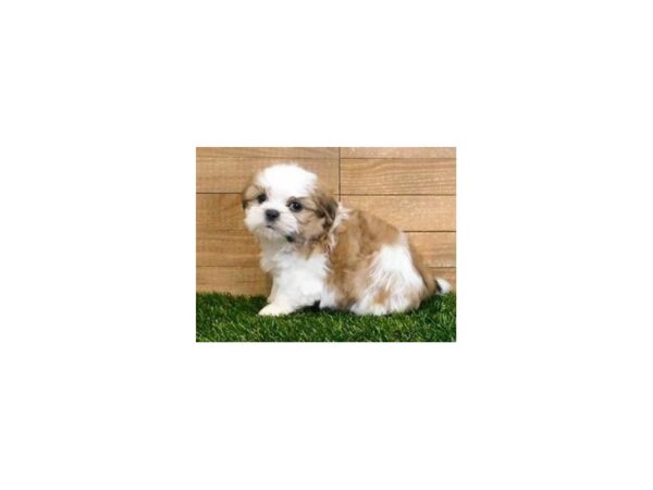 Shih Tzu DOG Male Gold / White 12167 Petland Batavia, Illinois