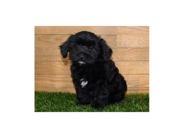 Yorkiepoo DOG Male Black 12174 Petland Batavia, Illinois