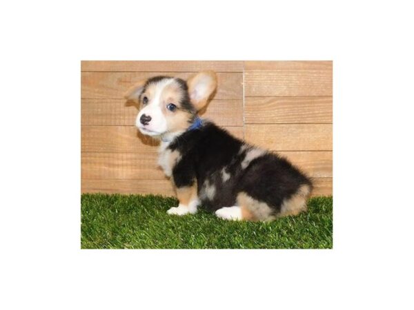 Pembroke Welsh Corgi-DOG-Female-Blue Merle, Tri Markings-12166-Petland Batavia, Illinois