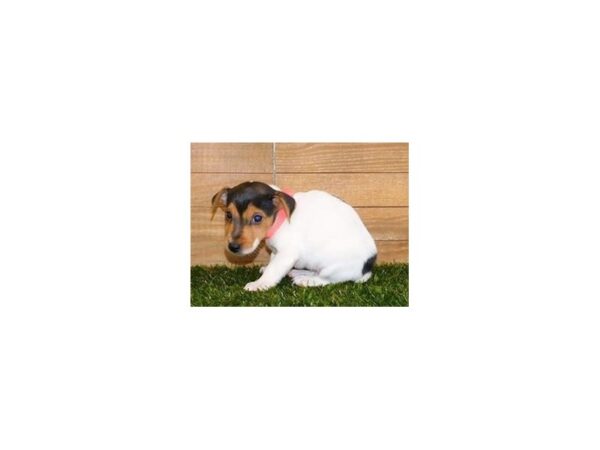Jack Russell Terrier DOG Male White Black / Tan 12170 Petland Batavia, Illinois