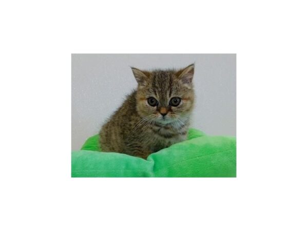 Exotic Shorthair CAT Male Brown Mackeral Tabby 12171 Petland Batavia, Illinois