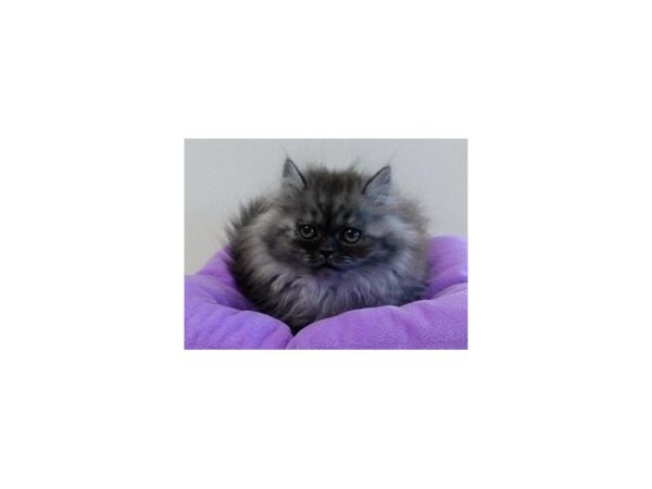 Persian-CAT-Female-Black Smoke-12169-Petland Batavia, Illinois