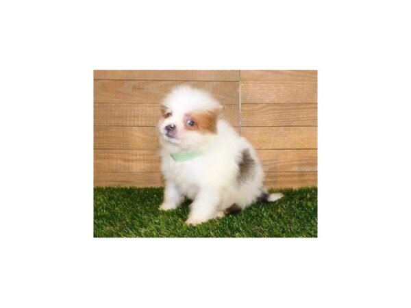 Pomeranian-DOG-Male-Red Merle Parti-12175-Petland Batavia, Illinois