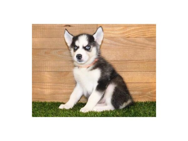 Siberian Husky DOG Female Black / White 12176 Petland Batavia, Illinois