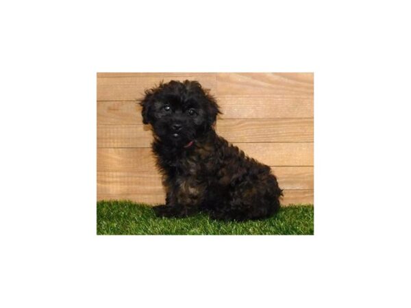 ShizaPoo DOG Female Black / Brindle 20296 Petland Batavia, Illinois