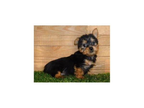 Silky Terrier DOG Female Black / Tan 20290 Petland Batavia, Illinois