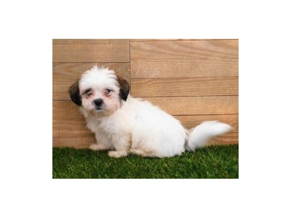 Teddy Bear DOG Male Gold / White 20295 Petland Batavia, Illinois