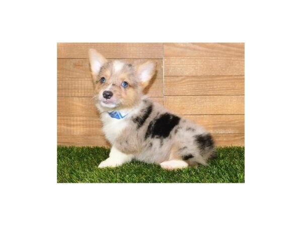 Pembroke Welsh Corgi DOG Male Blue Merle, Tri Markings 20288 Petland Batavia, Illinois