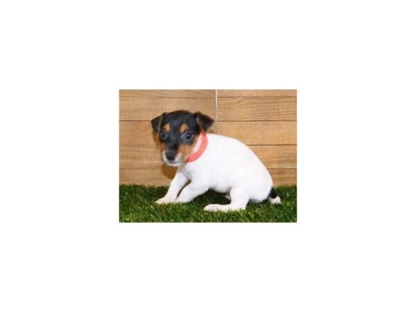 Jack Russell Terrier-DOG-Female-White Black / Tan-20293-Petland Batavia, Illinois