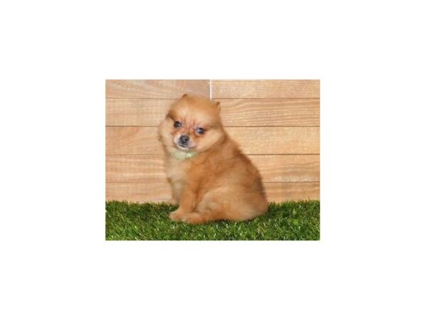 Pomeranian DOG Male Orange Sable 20304 Petland Batavia, Illinois