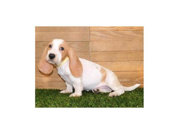 Basset Hound-DOG-Male-Lemon / White-20284-Petland Batavia, Illinois