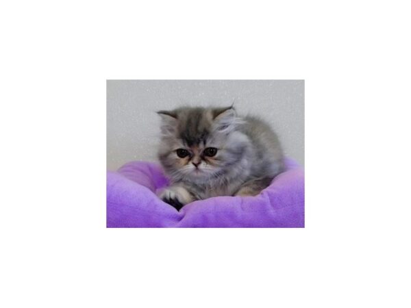 Persian-CAT-Female-Blue / Cream-20291-Petland Batavia, Illinois