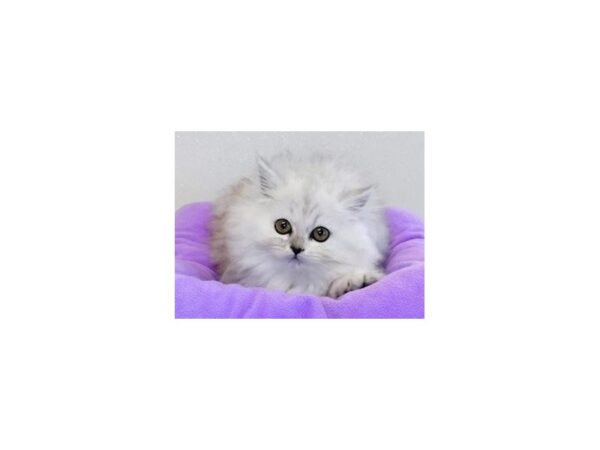 Persian-CAT-Female-Shaded Silver-20292-Petland Batavia, Illinois