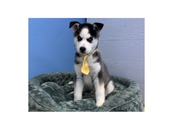 Siberian Husky-DOG-Male-Black and White-20061-Petland Batavia, Illinois