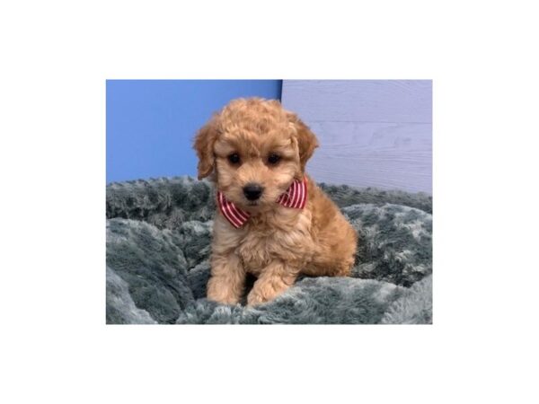 Goldendoodle Mini 2nd Gen DOG Male Golden 20067 Petland Batavia, Illinois