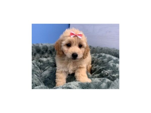 Goldendoodle Mini 2nd Gen DOG Female Golden 20069 Petland Batavia, Illinois