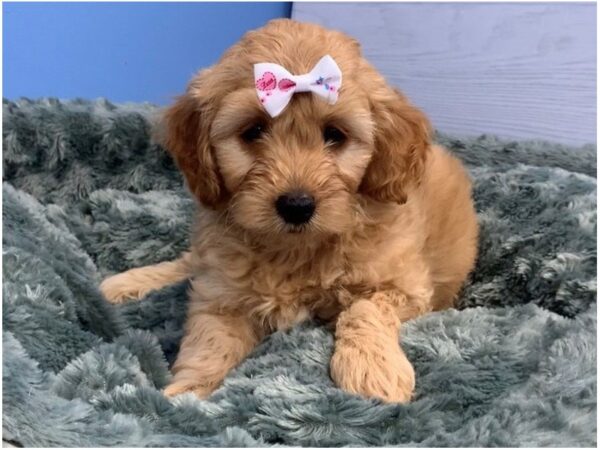 Goldendoodle Mini 2nd Gen-DOG-Female-Golden-12181-Petland Batavia, Illinois