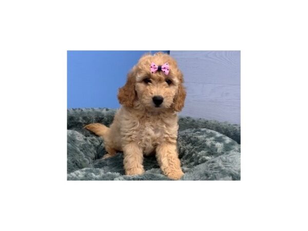 Goldendoodle Mini 2nd Gen-DOG-Female-Golden-12180-Petland Batavia, Illinois