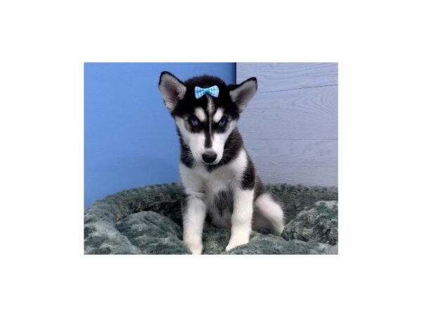 Siberian Husky-DOG-Female-Black and White-20062-Petland Batavia, Illinois
