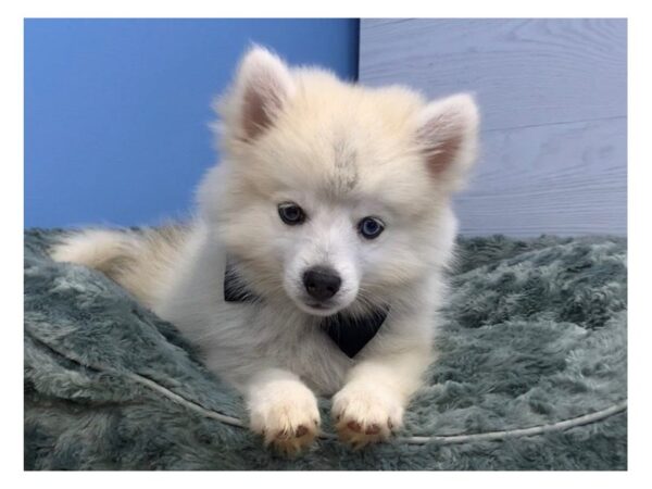 Pomsky DOG Male Cream 20073 Petland Batavia, Illinois